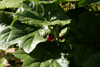 podophyllum pleinantha -5